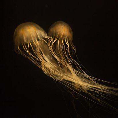 Animal Attraction. Courtesy of California Academy of Sciences