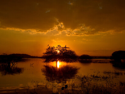 Cormorants at sunset, Bhigwan, India - maintaining nature's integrity is crucial for its own sake and humanity's  @ Ashish Kothari 