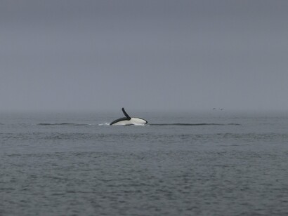 At the edge of Tofino, jagged rocks and driftwood echo the island’s long memory — from First Nations’ lifeways to colonial claims
