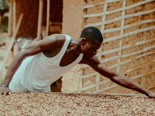 A farmer tending to cocoa, representing the colonial-era crop priorities that still shape West Africa’s economy