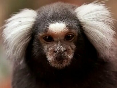 Sagui-de-tufo-branco, típico da região. Se você já se encantou com o Jalapão, mas deseja ir além dos destinos mais explorados — em busca de paisagens igualmente deslumbrantes, só que envoltas por um silêncio quase mítico e por uma autenticidade que ainda resiste ao tempo — então talvez esteja na hora de conhecer as Serras Gerais

