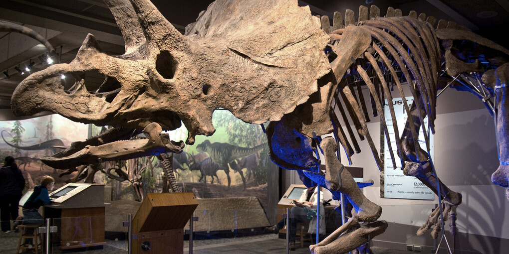 Colossal Fossil. Courtesy of Museum of Science 