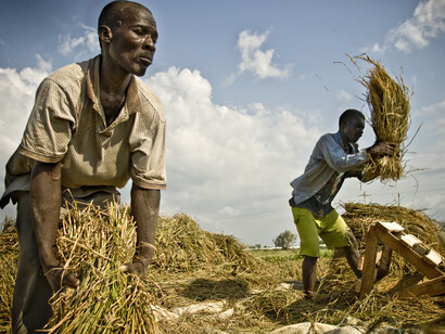 Raccolta del mais in Africa