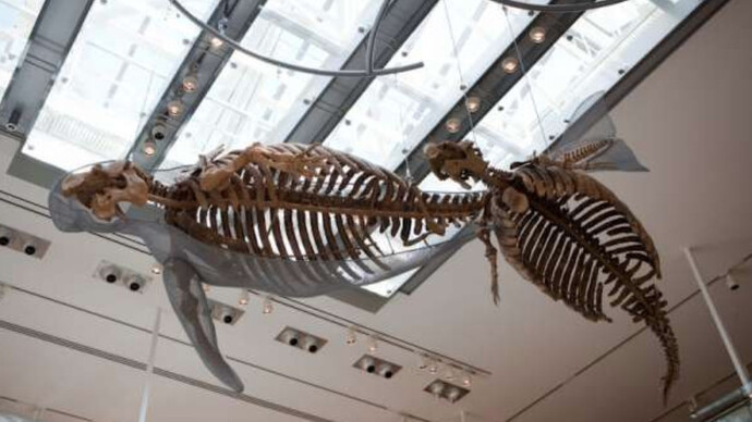 Age of Mammals. Courtesy of The Natural History Museum