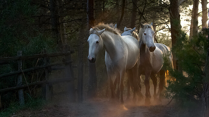 Wild in France. Courtesy of Flower + Hewes