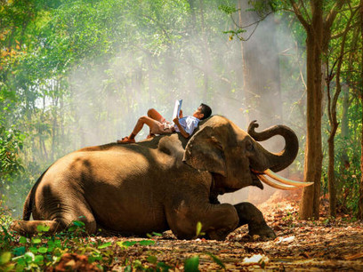 Bathed in sunlight streaming through the trees, elephant moves through the forest—reflecting the deep connection between humans and wildlife in Nepal