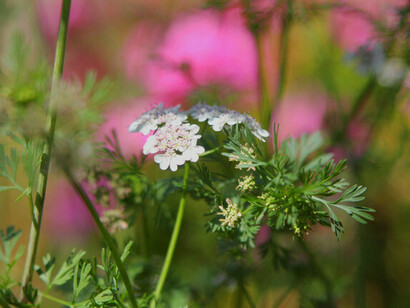Cilantro, una de las plantas que me enseñó Pilar a reconocer y usar