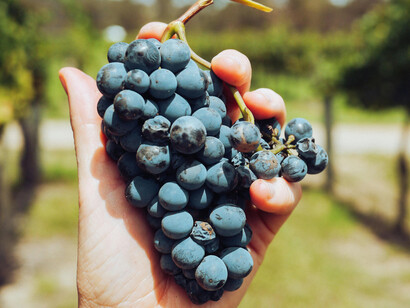 Hands holding grapes at harvest time