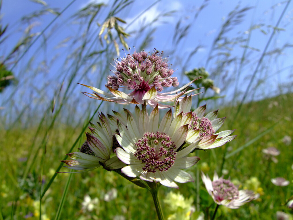 Fiori alpini