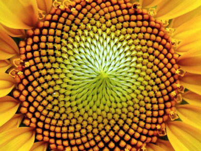 La espiral logarítimica se asocia con la proporción áurea