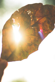 Sunlight shining through a leaf, representing love through one's capacity to feel love everywhere if they know how to identify it