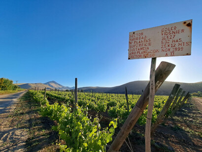 En Viña Dalbosco destaca su Carmenere Gran Reserva, Selección Especial, ganadora de un Oro en Carmenere al Mundo 2024