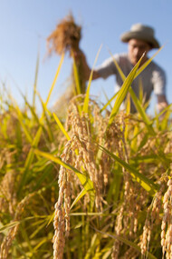 The Morocco green plan