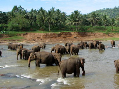 Pinnawala Elephant Sanctuary