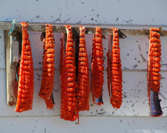 Canada Goose Arctic Gallery. Courtesy of Canadian Museum of Nature