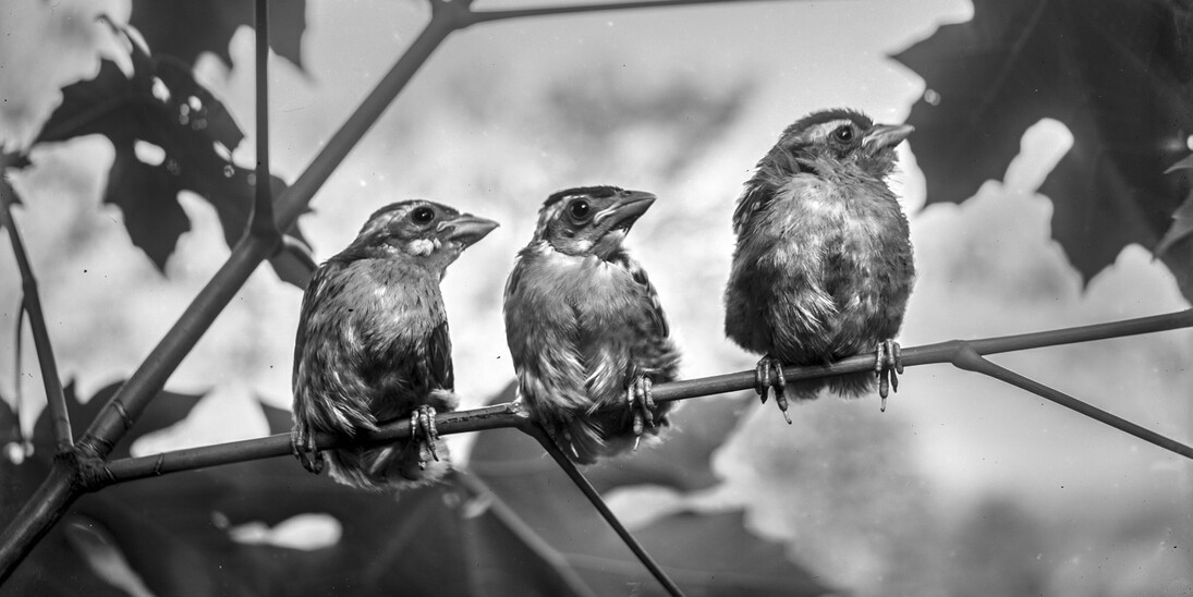 Birds on the Wire. Courtesy of Oregon Historical Society