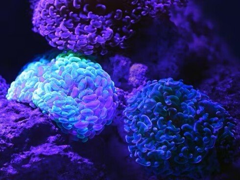 David Doubilet aveva immortalato, in diversi articoli e libri fotografici, le incredibili luci e la straordinaria biodiversità dei fondali di Bunaken