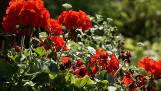 Osservando i gerani, si attivava un processo di rievocazione di esperienze passate