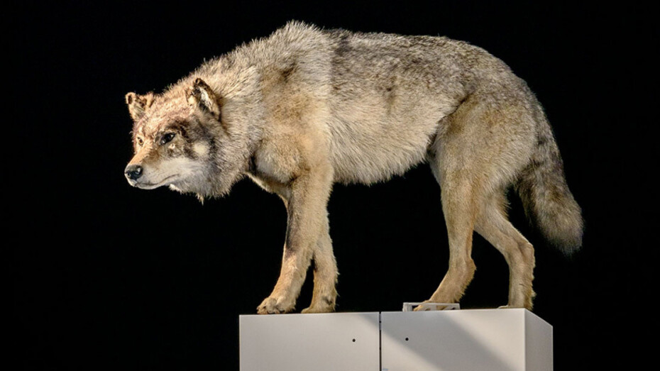 Sielmann! Courtesy of Museum für Naturkunde