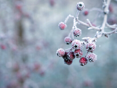I frutti dell'Inverno