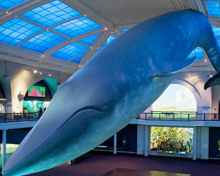 Milstein Hall of Ocean Life. Courtesy of American Museum of Natural History