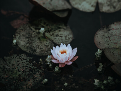 Esistono prāṇāyāma calmanti, equilibranti, purificanti, rinvigorenti ed energizzanti