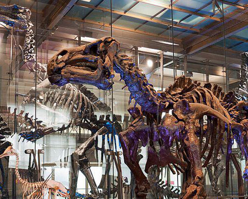 Galerie des Dinosaures. Courtesy of Royal Belgian Institute of Natural Sciences