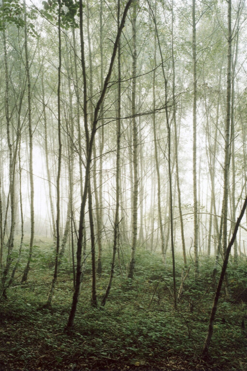 Forest. Courtesy of Yancey Richardson