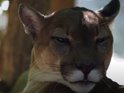 Desgraciadamente también existía la costumbre deplorable de capturarlos para ser mantenidos como mascotas o para el comercio ilegal. Centro de Rescate y Santuario Las Pumas. Guanacaste, Costa Rica