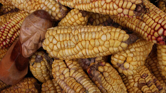 Mr. Hunter and corn, 2014