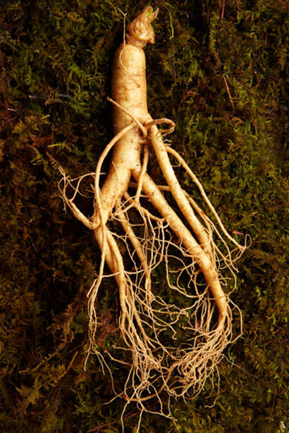 Fresh ginseng refers to recently harvested ginseng roots that are available for use