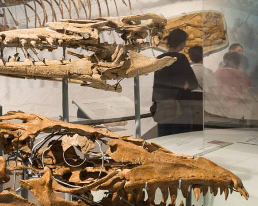 Mosasaur Hall. Courtesy of Royal Belgian Institute of Natural Sciences