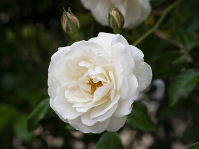 Il simbolo della Rosa Bianca: Emblema del coraggio e della resistenza pacifica al nazismo, scelto da Sophie Scholl e i suoi compagni per rappresentare la loro lotta contro la tirannia