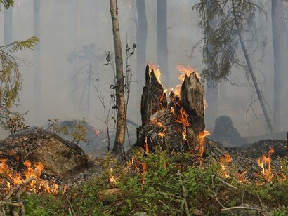 Il fuoco massacra l’albero