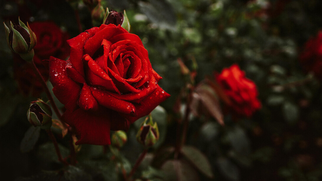 La rosa rossa simbolo alchimista