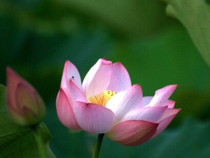 Loto