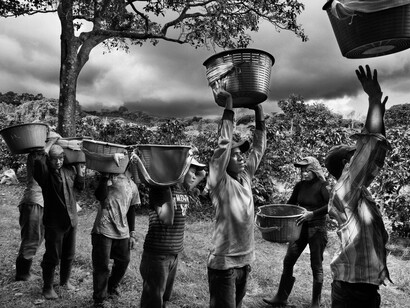 Sebastião Salgado, Raccoglitori di caffè. Finca la Hilda sulle pendii del vulcano Poas, regione San José. Costa Rica 2013