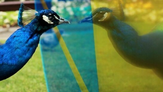 Sinta Tantra, The Eccentricity of Zero (Glass and vinyl; dimensions variable), Photographer: Iris Long