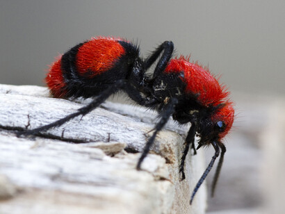Insect Zoo. Courtesy of The Natural History Museum