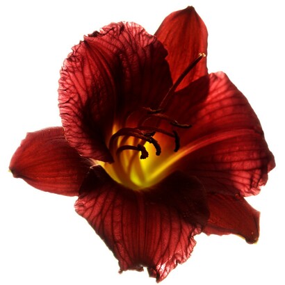 Chad Kleitsch, Flower 32 white series. Courtesy of Anne Loucks Gallery 