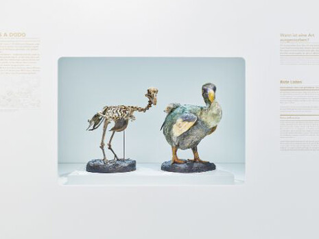 Quagga & Dodo. Courtesy of Naturhistorisches Museum Basel