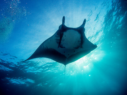 A diferencia de las otras del mismo orden, la mantarraya o raya gigante carece de aguijón venenoso en la cola