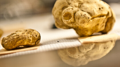Tartufo di Alba