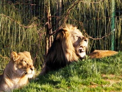 Atlas lions in the zoo of Rabat