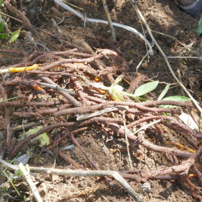 Johanna Kandl. Courtesy of Lower Belvedere