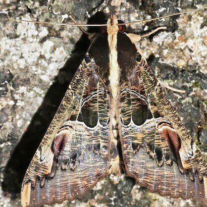 Maschio di falena Sundowner (Sphingomorpha chlorea), foresta di Sinharaja, Viharahena, Sri Lanka