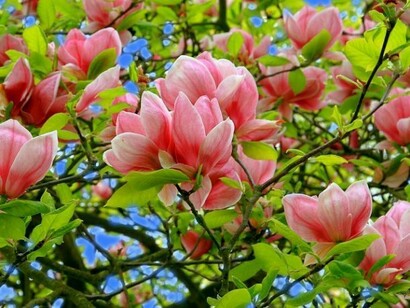 Albero di magnolia