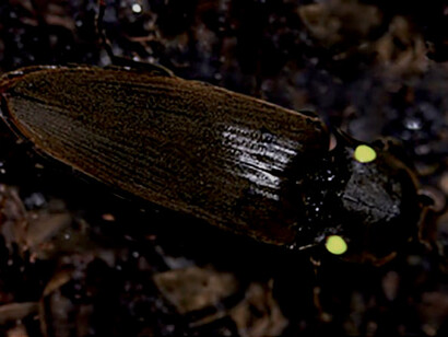  Cocuyo «Pyrophorus noctylocus»: nótense los dos puntos luminosos en el tórax, dorsalmente
