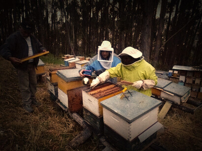 Apimedicina en apiario crianza de abejas reinas, Cusco, Perú