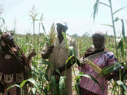 Agricoltori maliani